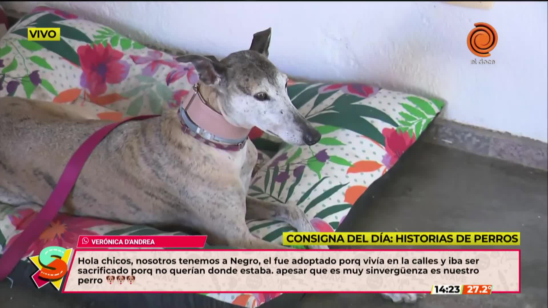 Rescatan galgos y les buscan nuevas familias