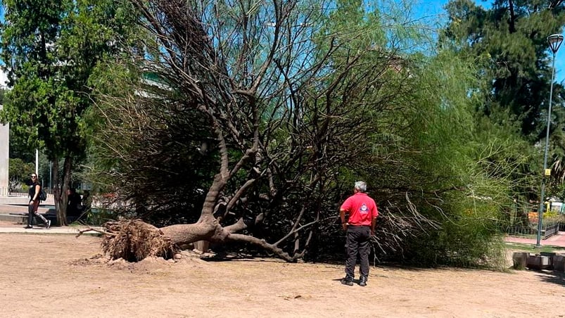 El árbol golpeó en la espalda del hombre que estaba sentado en la plaza