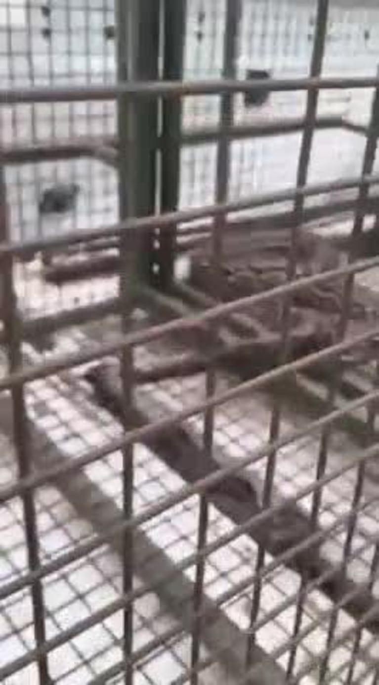 Video Placeholder