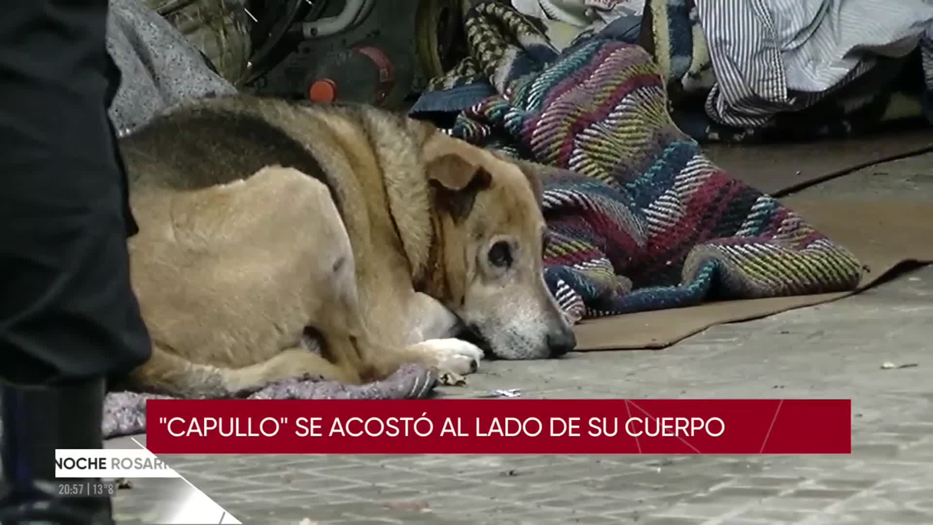 El hombre murió y su perro se quedó al lado