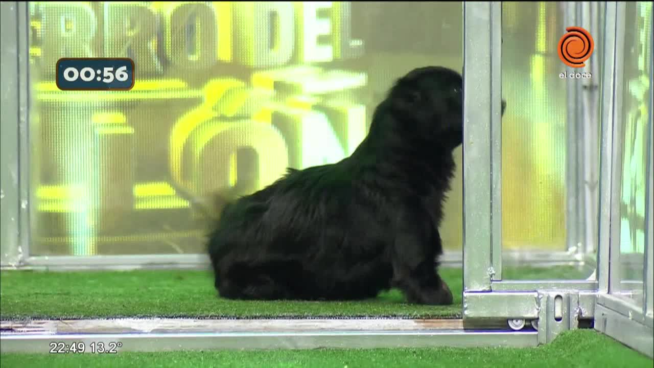 La perrita de una pata que sorprendió Kaczka