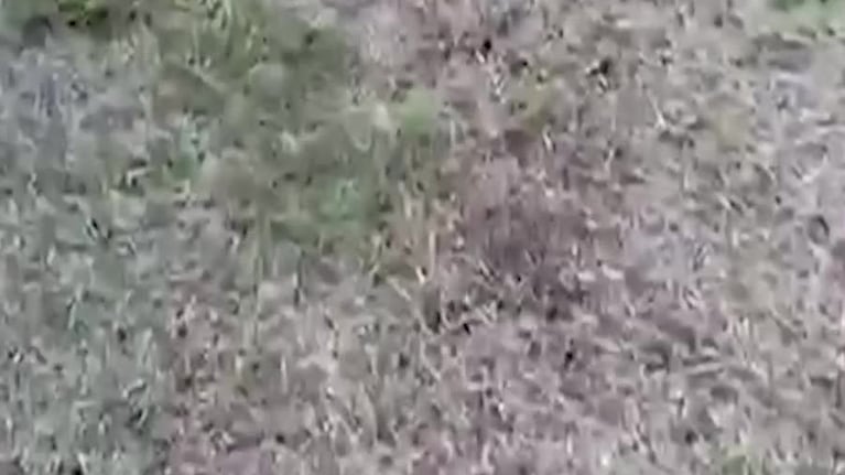 Liberaron a Coco, el perro que estaba varado en Ezeiza