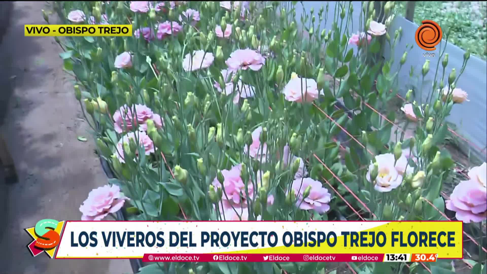 Invernaderos de flores en el norte de Córdoba