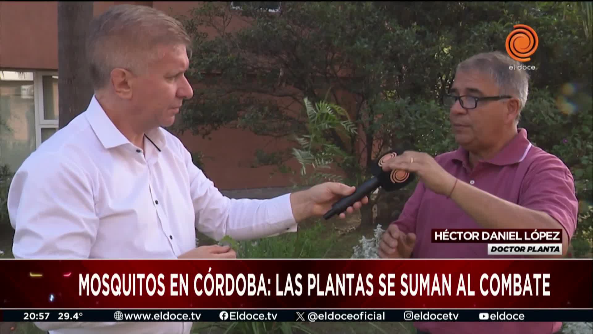 Las opciones caseras del Doctor Planta para combatir los mosquitos