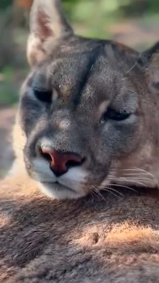 El pumita ciego súper mimado en Córdoba