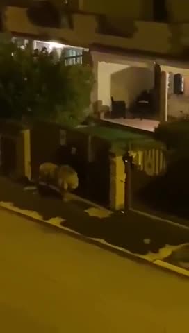 Un león suelto puso en alerta a Roma