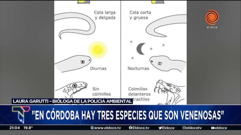 Preocupación por la presencia de yararás en la ciudad de Córdoba
