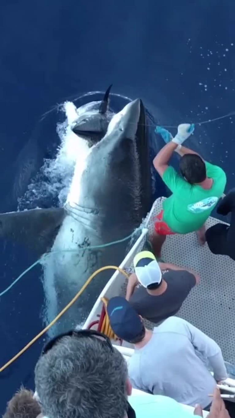 El tiburón que le "robó" una presa a pescadores