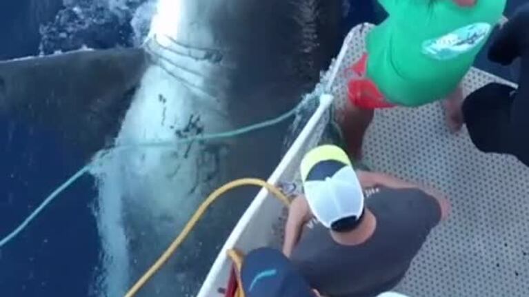 El tiburón que le "robó" una presa a pescadores