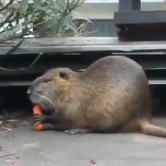 El roedor que sorprendió en La Boca