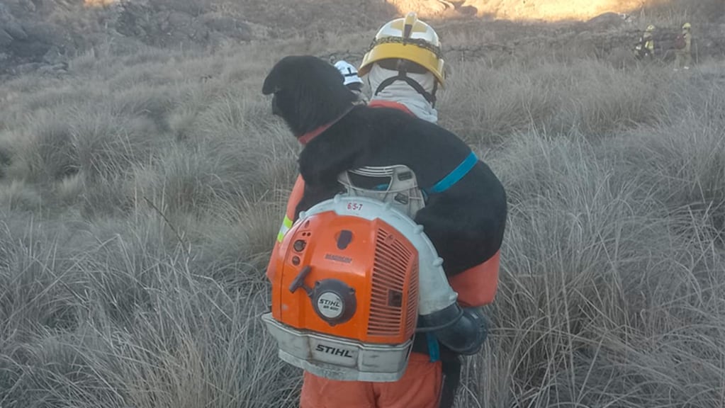 rescate bomberos perro