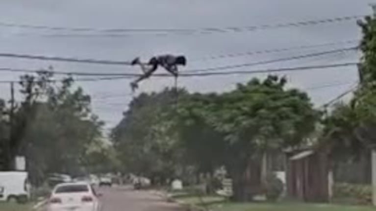 La peligrosa maniobra de un ladrón robacables