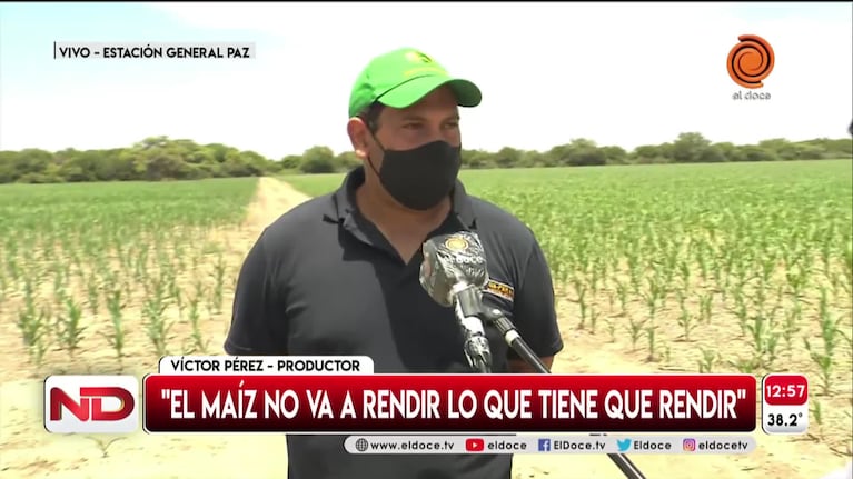 Campo de maíz: aseguran que el calor está quemando la siembra