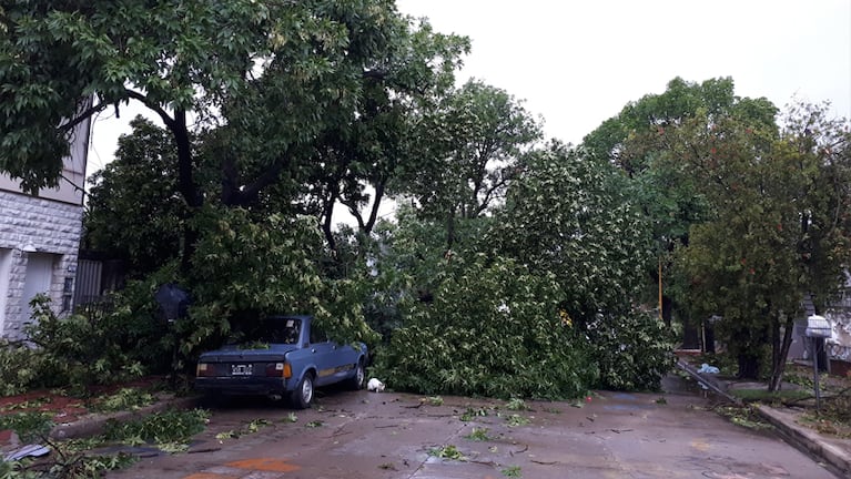 El viento hizo destrozos en San Francisco