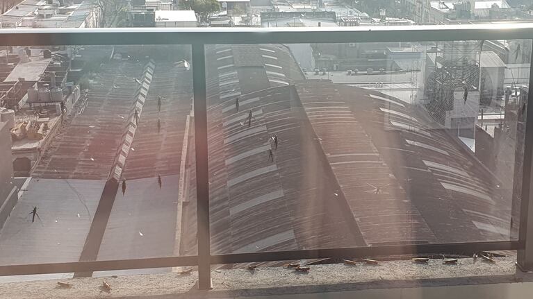 Manga de langostas en la ciudad: las causas de la invasión que impactó a los cordobeses