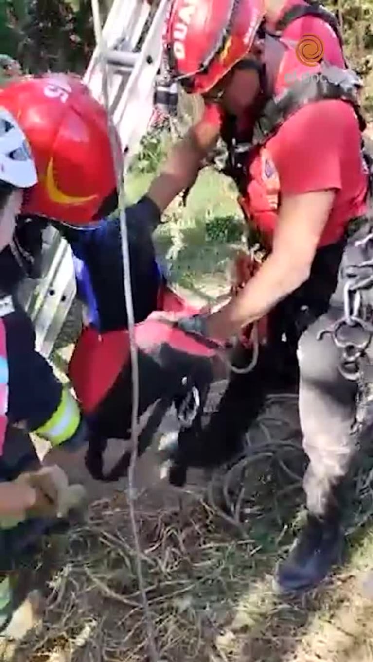 Emotivo rescate de tres cachorritos de un pozo