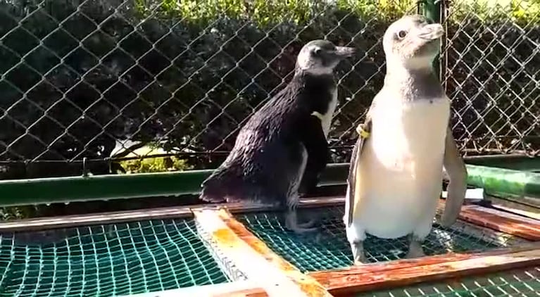 Pijuí, el pingüino que estuvo en un patio y se recupera en Mundo Marino