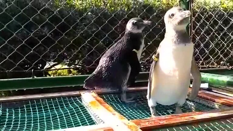 Pijuí, el pingüino que estuvo en un patio y se recupera en Mundo Marino