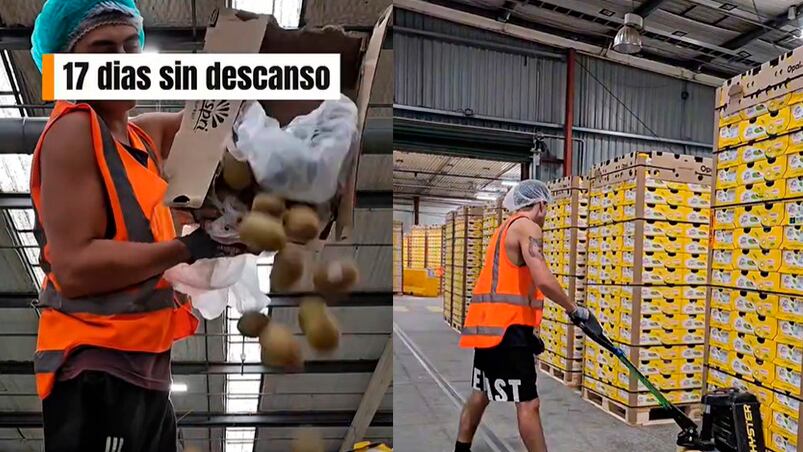 Trabajó 17 días en una fábrica de kiwis y reveló cuánto dinero ganó