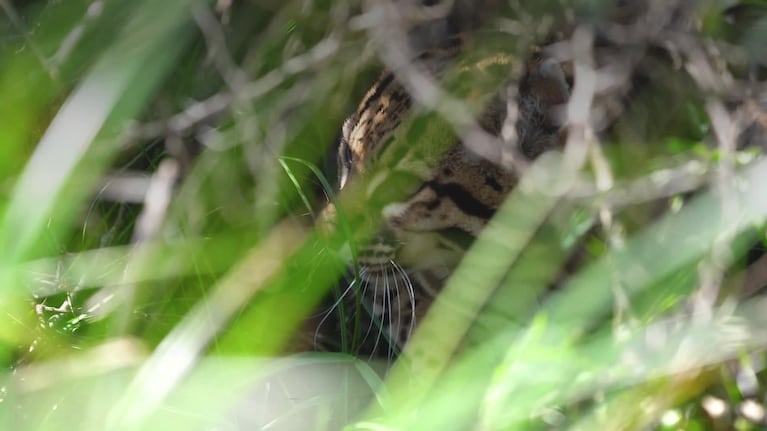 Liberaron a Tomi, el ocelote