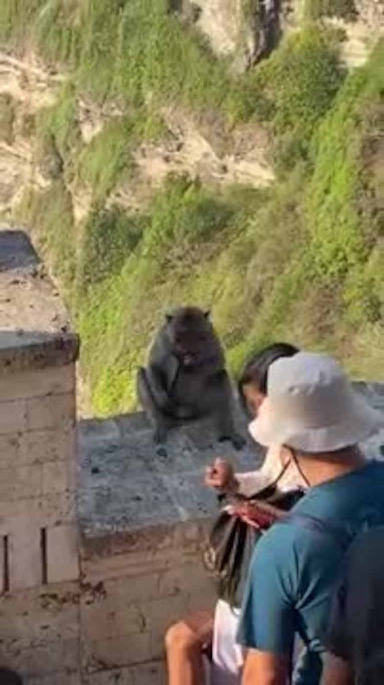 Negoció con un mono y recuperó su celular