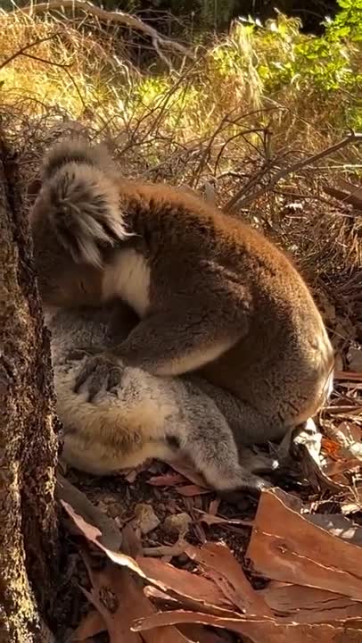 koala-despedida