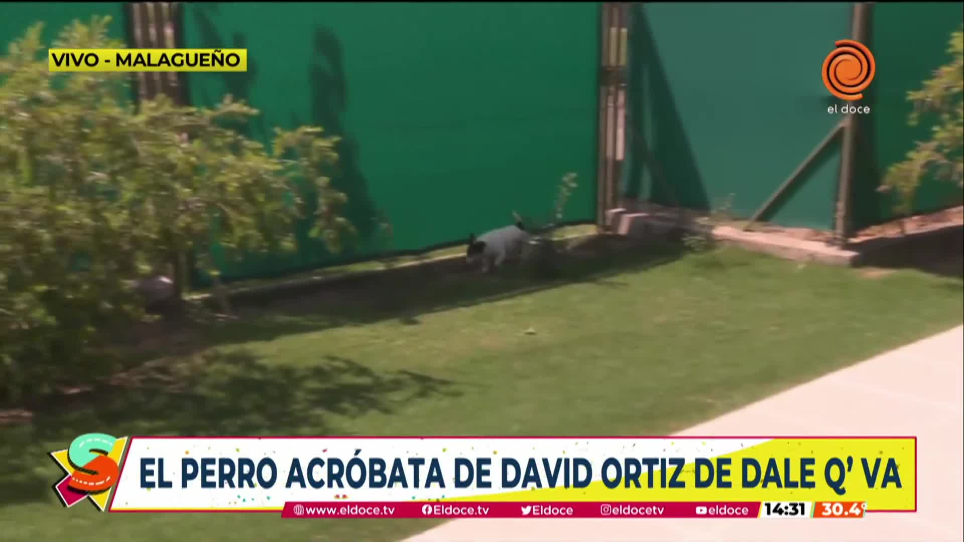 David Ortiz y su talento para adiestrar perros