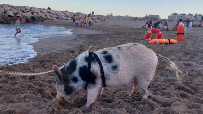 Paseó a su chancho por la playa de Mar del Plata