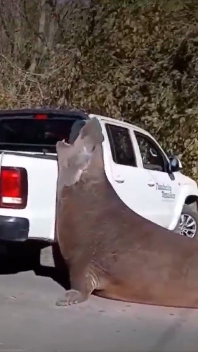 Un elefante marino irrumpió en medio de la calle