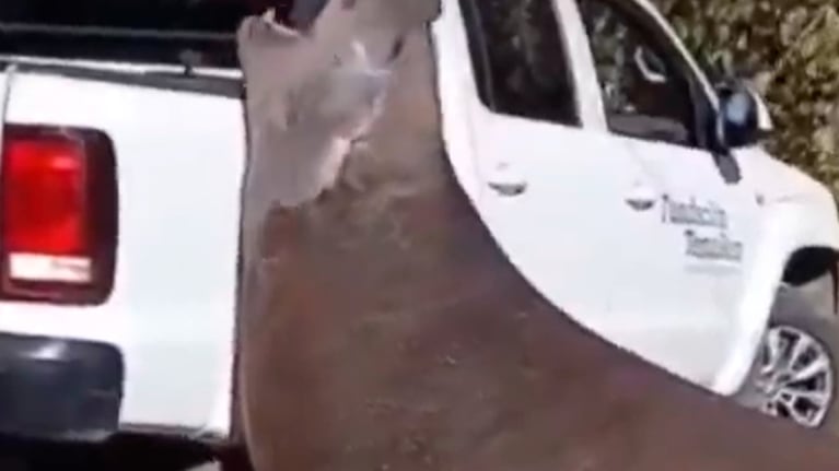 Un elefante marino irrumpió en medio de la calle