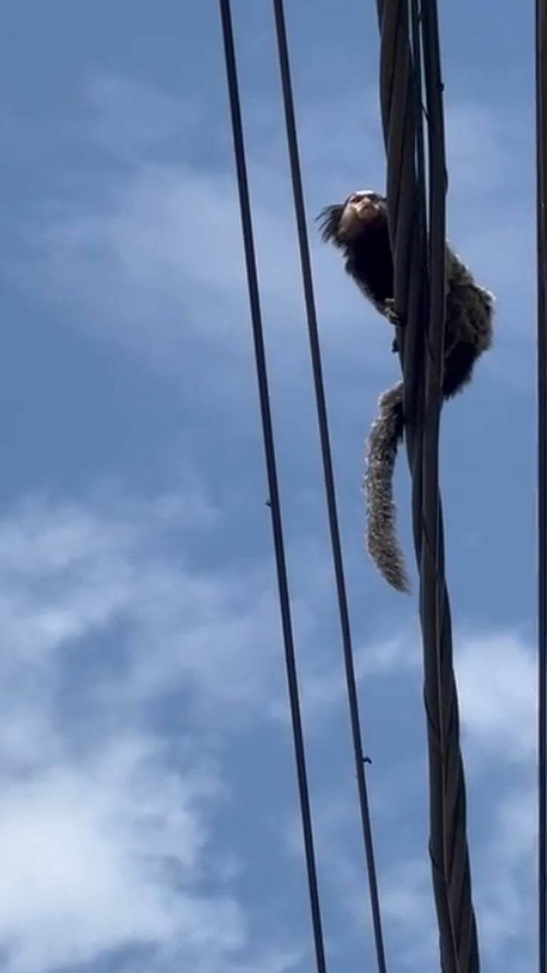 El “Punch cordobés” en barrio Alto Alberdi