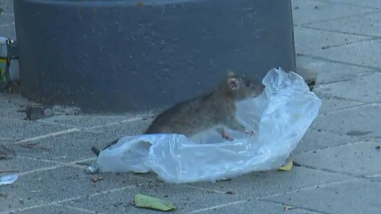 Preocupación por suciedad y ratas en plena plaza San Martín