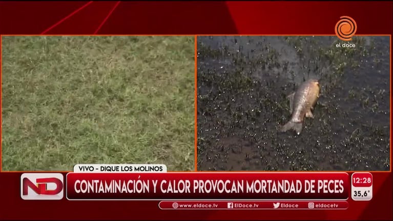 Preocupación por la muerte de peces en Los Molinos