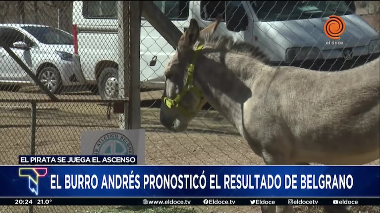 Belgrano frente a Brown: el pronóstico del burro Andrés