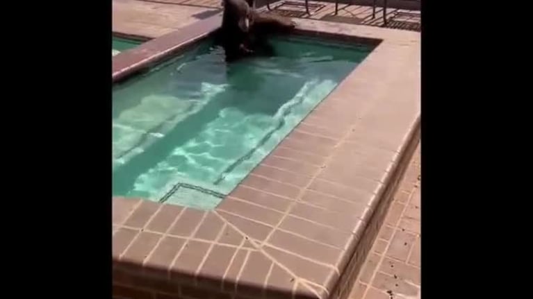 Un oso se bañó en la pileta de una casa