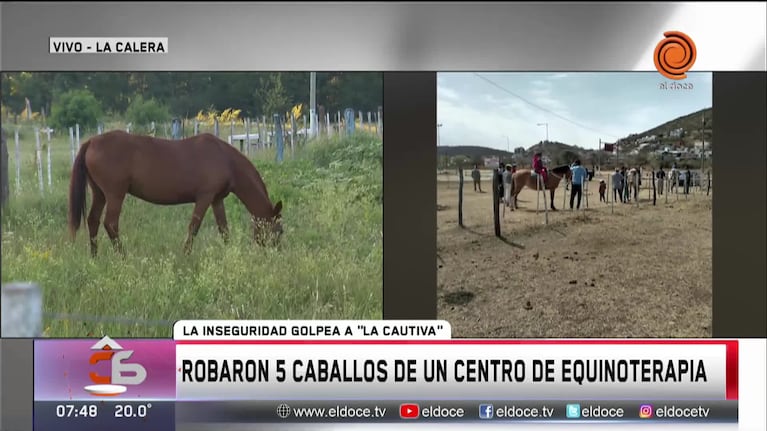 Robaron 5 caballos de un centro de equinoterapia: los buscan para no cerrar