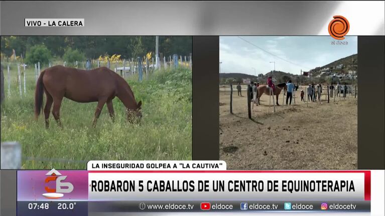 Robaron 5 caballos de un centro de equinoterapia: los buscan para no cerrar