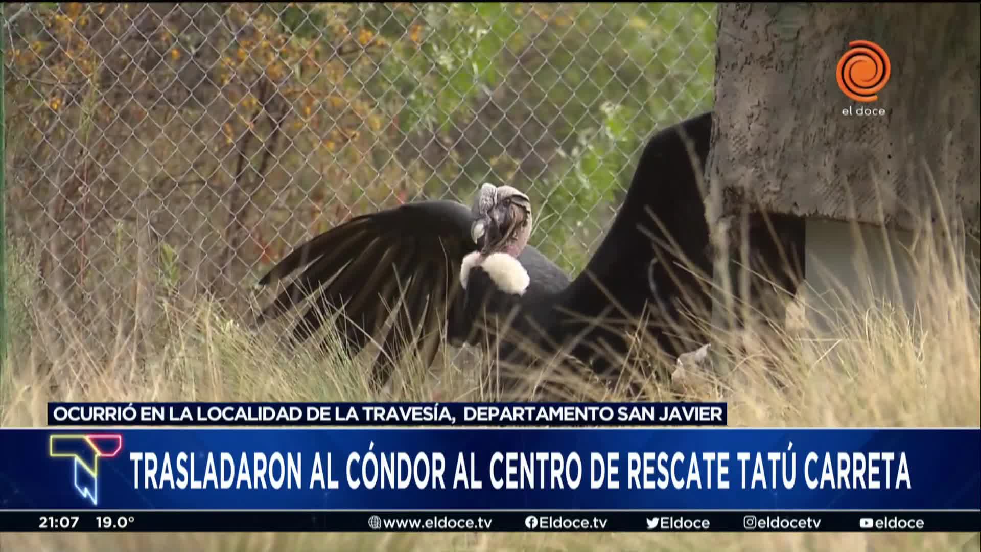 Trasladaron un enorme cóndor al Centro de Rescate Tatú Carreta