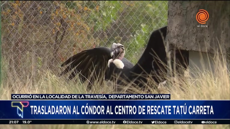 Trasladaron un enorme cóndor al Centro de Rescate Tatú Carreta