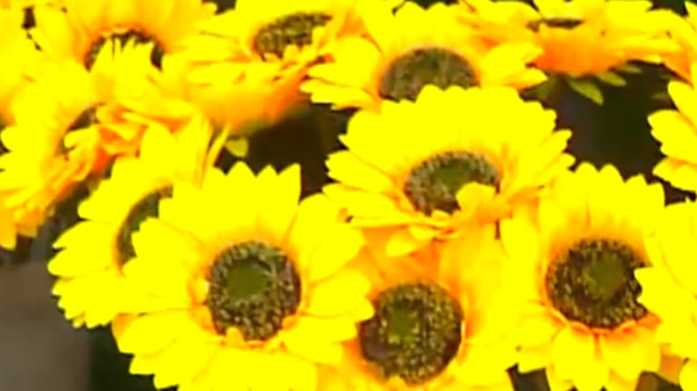 ¡Flores amarillas para recibir la Primavera!