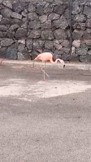 Un flamenco sorprendió en la terminal de Córdoba