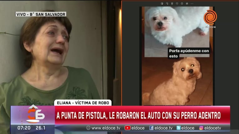 Le robaron el auto con su perro adentro en barrio San Salvador