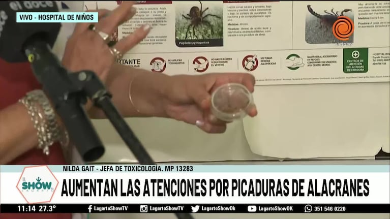 Qué tipos de alacranes hay en Córdoba