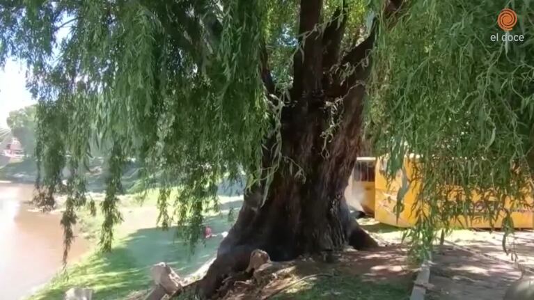 El árbol que incendiaron por dentro en Carlos Paz