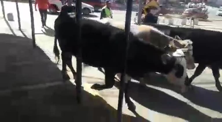Sorpresa en Unquillo por vacas y toros sueltos