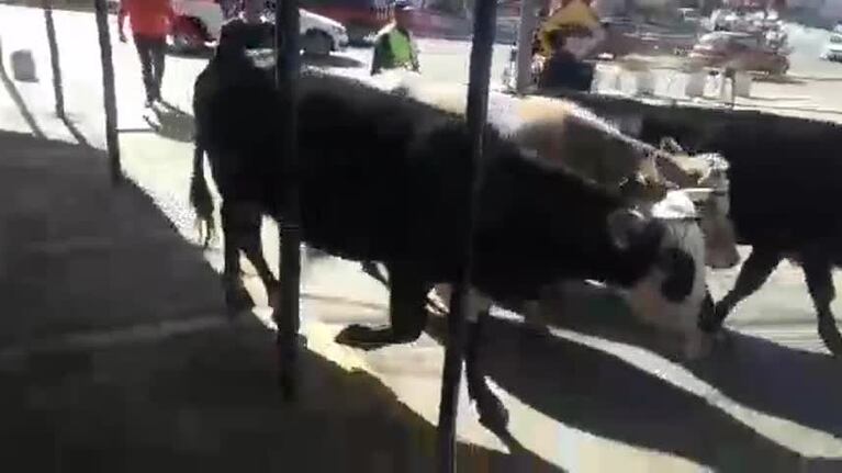 Sorpresa en Unquillo por vacas y toros sueltos