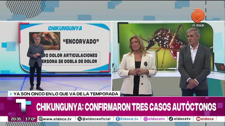 Alerta por casos autóctonos de Chikungunya