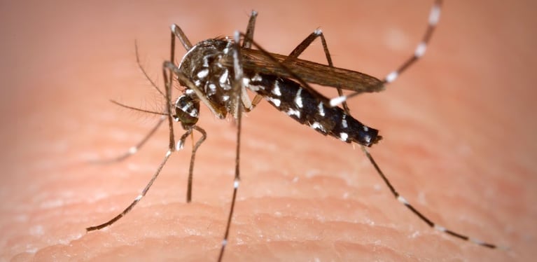 Dengue en Córdoba: los consejos de especialistas para evitar la enfermedad
