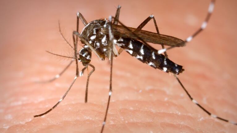 Dengue en Córdoba: los consejos de especialistas para evitar la enfermedad
