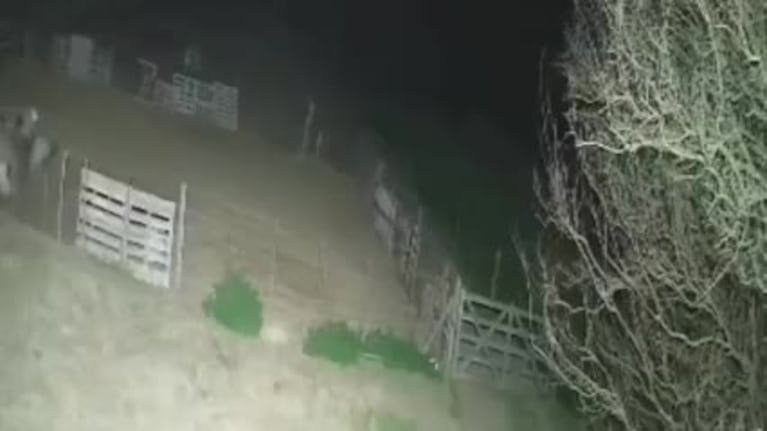 El momento del robo de los corderos en una escuela del interior